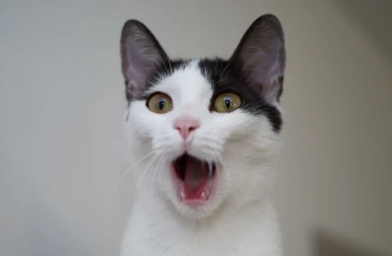 What are some signs that a cat is unhappy?