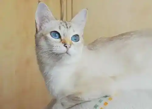 How to remove cat tear stains