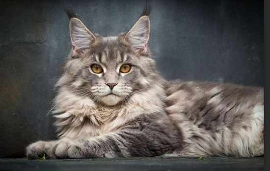 How often should the litter box be cleaned?