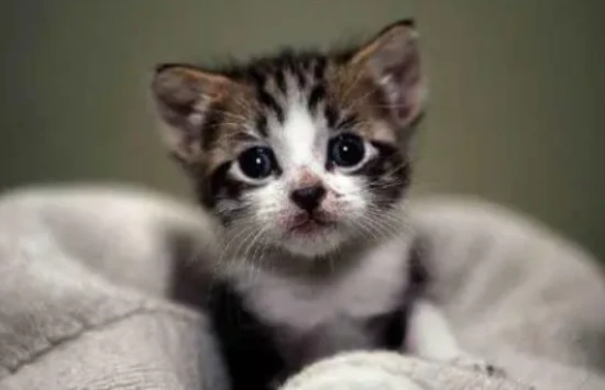 Is a six-month-old cat an adult or a kitten?