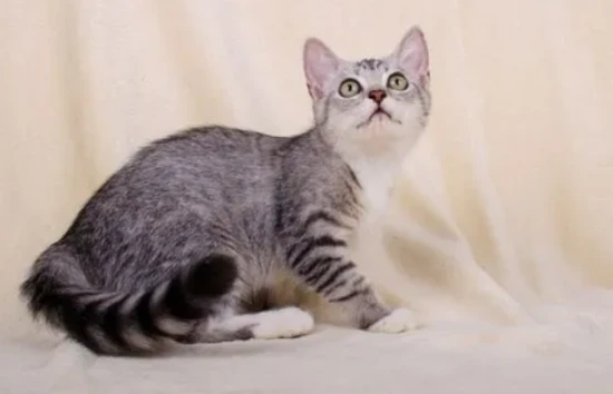 My cat doesn't have any worms, does it still need deworming?