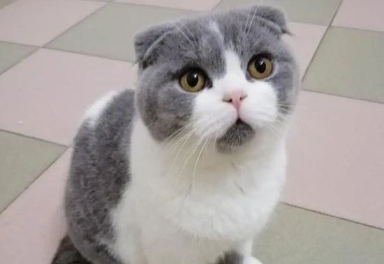 How often should you feed your cat canned food?