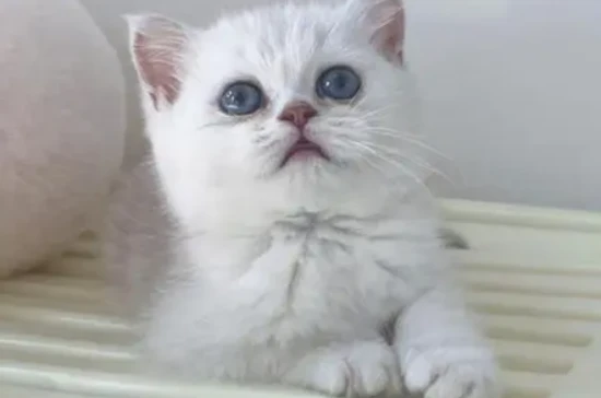 What to do if your cat's fur gets matted and tangled?