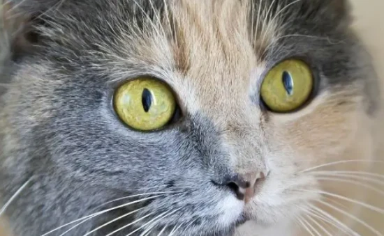 How many colors do cats have?