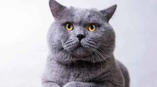 What country is the British Shorthair cat from?