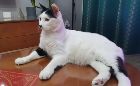 How many human years is a five-year-old cat?