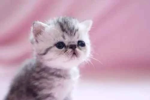 What are the symptoms of urethritis in cats?