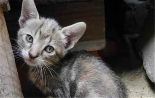 Why is my kitten's voice hoarse and it can't meow?