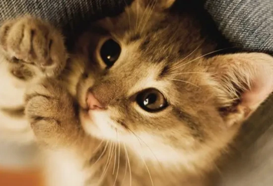 What causes excessive eye discharge in a two-month-old kitten?