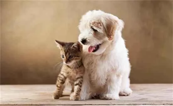 Dog and cat deworming tips