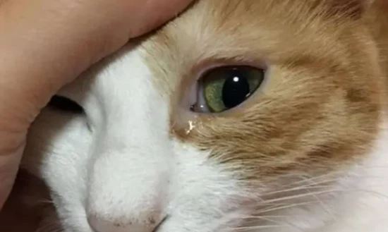 Why do cats' eyes tear up?