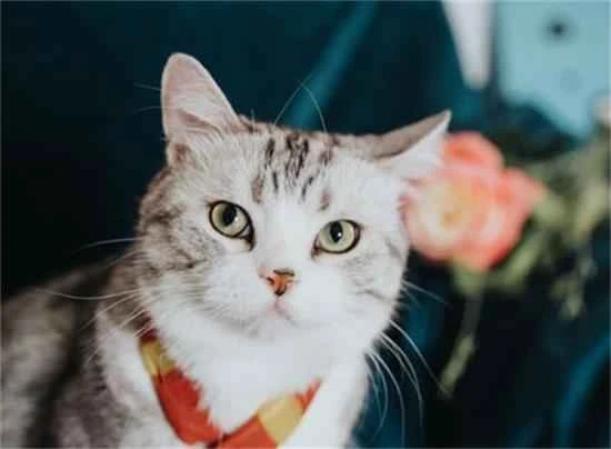 Why do cats eat mice?