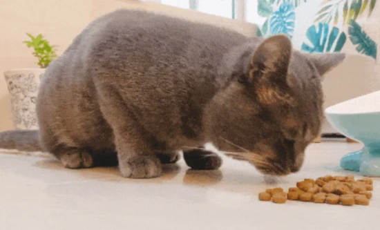 How to deal with cat shedding? Five tips to say goodbye to cat hair flying everywhere.