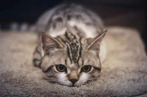 Do I need to get vaccinated and obtain a certificate to adopt a stray cat?