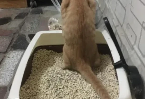 Why do cats poop inappropriately?