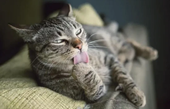 How much does it cost to airfreight a cat?