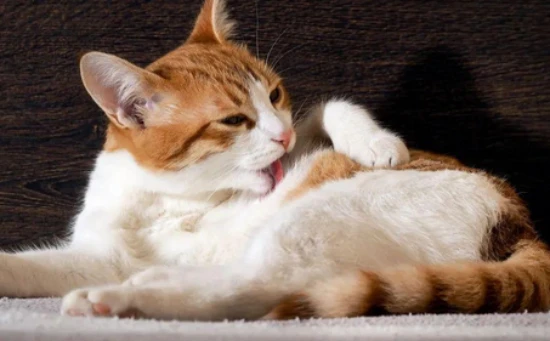 Will cats be allergic to shrimp?