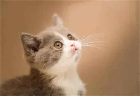 New cat owners must read this! 7 cat-raising "mistakes" to avoid.