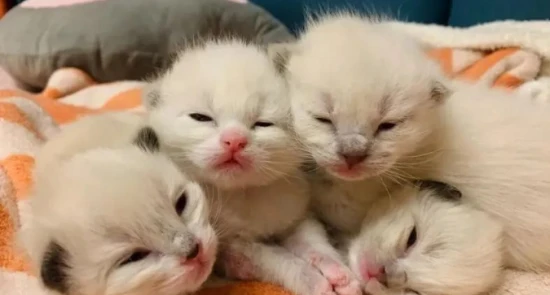 How many days does it take for kittens to open their eyes? Can they be exposed to light immediately after opening their eyes?