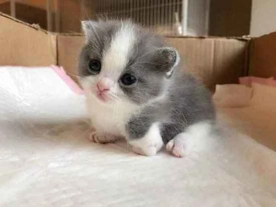 What are the reasons for a cat and a hen squatting?