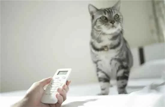 What temperature is best for cats to be active?