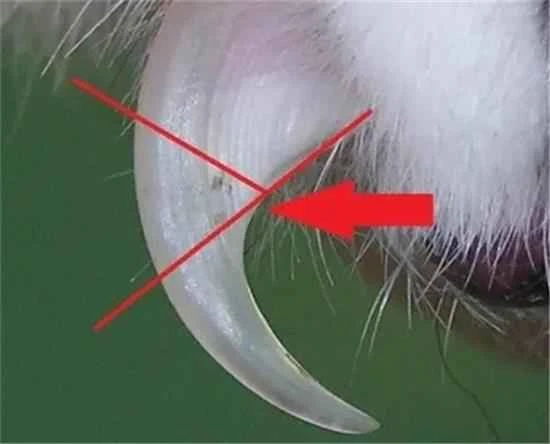 What to do if you accidentally cut your cat's quick?