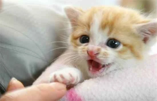 Causes and solutions for Persian cat shedding