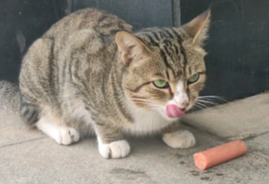 Can cats eat ham sausages?