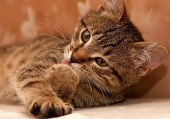 How many meters should be between cat litter and cat food?