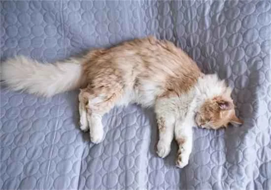 Causes and solutions for cat shedding