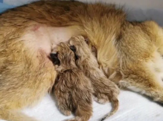 How to assist a cat in giving birth if it is having a difficult labor?