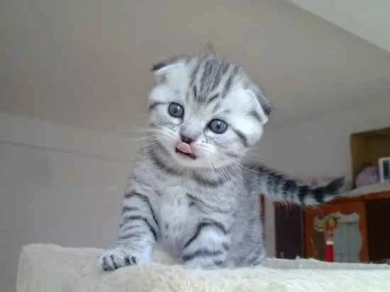 What should I do if my kitten refuses to eat or drink after I bring it home?