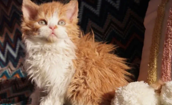 What stage is the crusting stage of ringworm in cats?