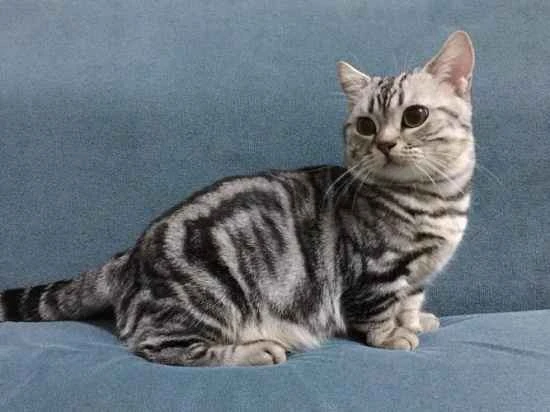 Can I bring a stray cat home? What issues should I be aware of?