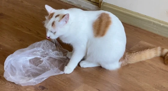 What to do if your cat eats a plastic object?