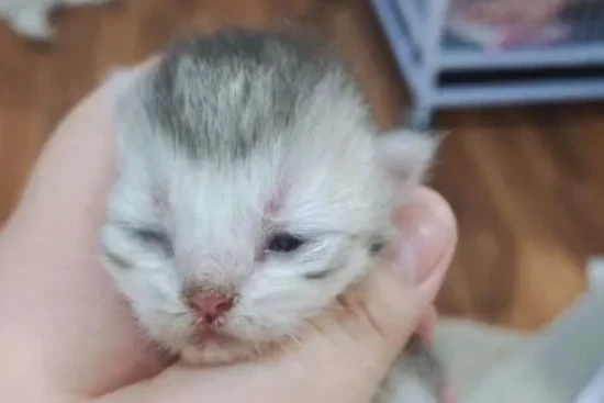 Why do my cat's ears get hot in winter? Does it have a fever?