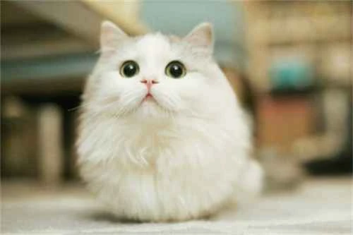 Are cats afraid of thunder? What sounds are cats afraid of?