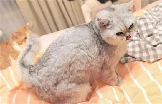 Signs that a cat is disappointed in its owner