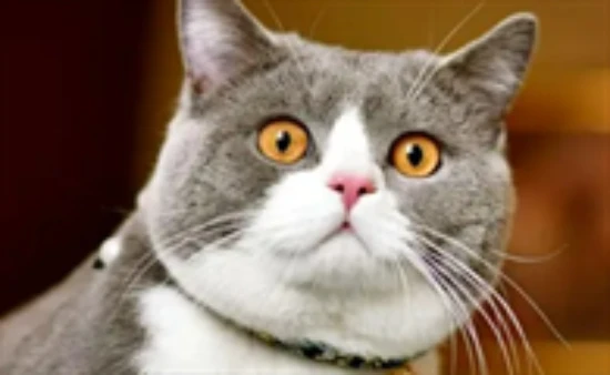 Price list for cat health check-up items