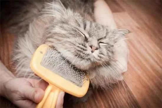 How to help a cat release gas when its belly is bloated?