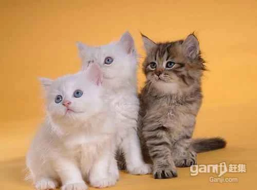 What does it mean when a big cat licks a kitten's fur? Is it a sign of love?