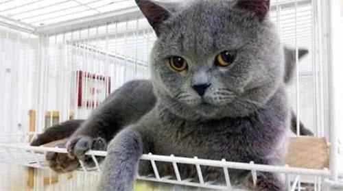 Is it better to mix different types of cat food?