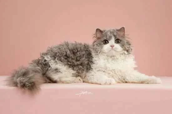 How many owners will a cat recognize in its lifetime?