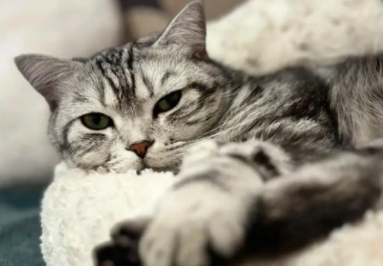 Why do cats hate taking baths so much?