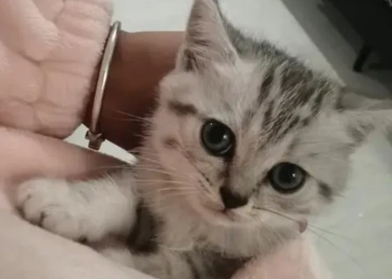 Is it normal for a 40-day-old kitten not to poop?
