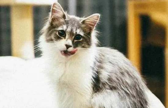 Will my cat be okay after eating erythromycin ointment? What should I do?