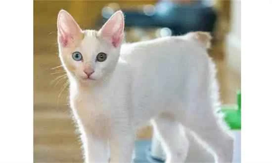 Are bobcats auspicious for wealth or for bringing bad luck?