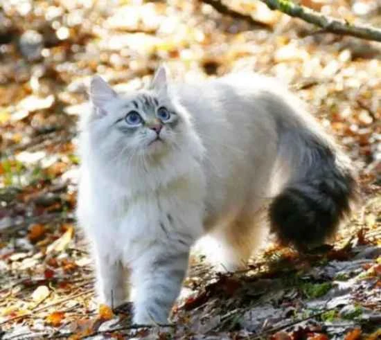 Does a cat burying its poop in its food mean it doesn't like it?