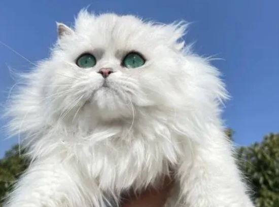 What to do if a cat can't expel the hairball from its stomach?