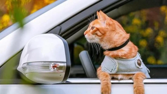 Do cats get carsick on long bus rides?